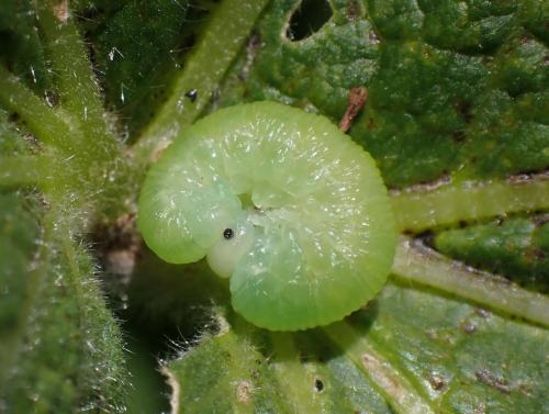 Réf. 304 449 : Tenthredo rubricoxis